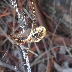 Argiope trifasciata at Burra, NSW - 7 Apr 2017 07:24 AM