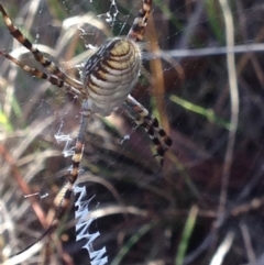 Argiope trifasciata at Burra, NSW - 7 Apr 2017 07:24 AM