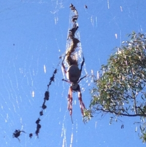 Trichonephila edulis at Burra, NSW - 7 Apr 2017 07:27 AM