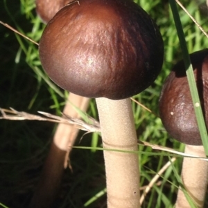 Oudemansiella 'radicata group' at Burra, NSW - 7 Apr 2017