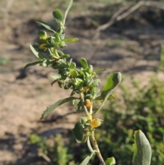 Atriplex semibaccata (Creeping Saltbush) at Gigerline Nature Reserve - 1 Apr 2017 by michaelb