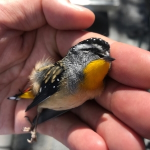 Pardalotus punctatus at Canberra, ACT - 7 Apr 2017