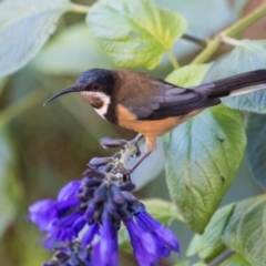Acanthorhynchus tenuirostris (Eastern Spinebill) at Murrumbateman, NSW - 7 Apr 2017 by SallyandPeter