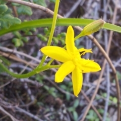 Hypoxis hygrometrica var. villosisepala (Golden Weather-grass) at Kambah, ACT - 7 Apr 2017 by RosemaryRoth