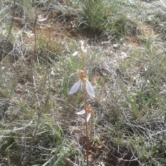 Eriochilus cucullatus (Parson's Bands) at Lawson North Grasslands - 6 Apr 2017 by samreid007