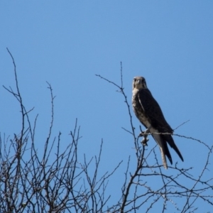 Falco berigora at Murrumbateman, NSW - 7 Apr 2017 12:57 PM