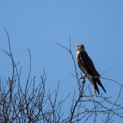 Falco berigora (Brown Falcon) at Murrumbateman, NSW - 7 Apr 2017 by SallyandPeter