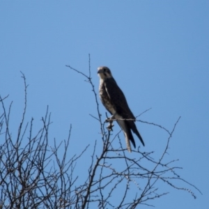 Falco berigora at Murrumbateman, NSW - 7 Apr 2017 12:57 PM