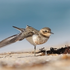 Anarhynchus bicinctus (Double-banded Plover) at Eden, NSW - 5 Apr 2017 by Leo