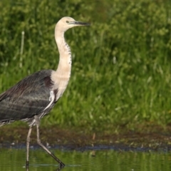 Ardea pacifica (White-necked Heron) at Panboola - 7 Apr 2017 by Leo