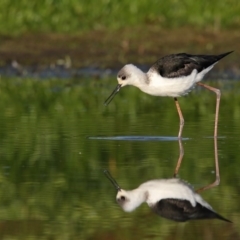 Himantopus leucocephalus (Pied Stilt) at Pambula, NSW - 7 Apr 2017 by Leo