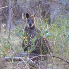 Wallabia bicolor (Swamp Wallaby) at Mount Taylor - 7 Apr 2017 by MatthewFrawley