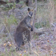 Wallabia bicolor at Kambah, ACT - 7 Apr 2017 10:43 AM