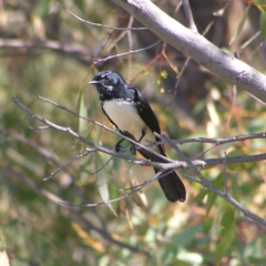 Rhipidura leucophrys (Willie Wagtail) at Torrens, ACT - 7 Apr 2017 by MatthewFrawley