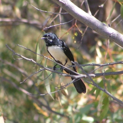 Rhipidura leucophrys (Willie Wagtail) at Mount Taylor - 7 Apr 2017 by MatthewFrawley