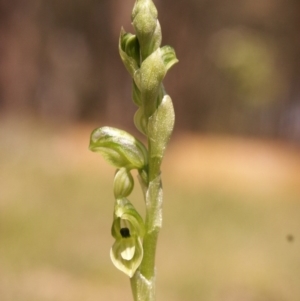 Hymenochilus bicolor (ACT) = Pterostylis bicolor (NSW) at Gundaroo, NSW - 5 Oct 2014