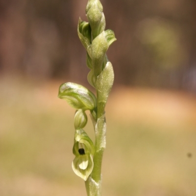 Hymenochilus bicolor (ACT) = Pterostylis bicolor (NSW) (Black-tip Greenhood) at Gundaroo, NSW - 5 Oct 2014 by MaartjeSevenster