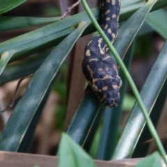 Morelia spilota spilota (Diamond Python) at Barragga Bay, NSW - 8 Apr 2017 by narelle