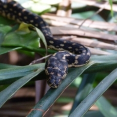 Morelia spilota spilota at Barragga Bay, NSW - 8 Apr 2017 01:08 AM