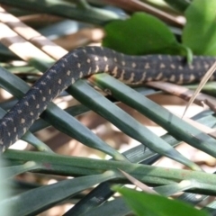 Morelia spilota spilota at Barragga Bay, NSW - 8 Apr 2017 01:08 AM