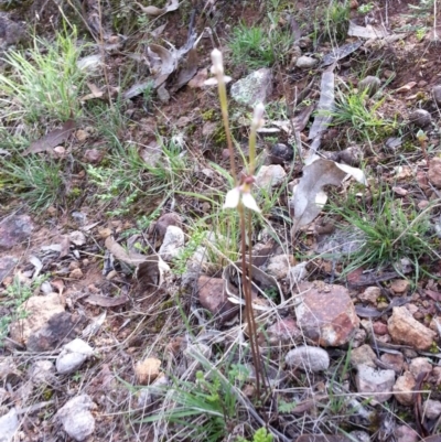 Eriochilus cucullatus (Parson's Bands) at Majura, ACT - 8 Apr 2017 by SilkeSma