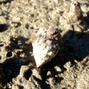 Bembicium auratum at Batemans Marine Park - 8 Jun 2009