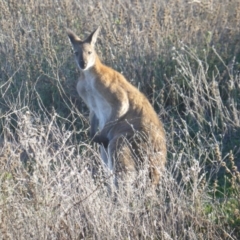 Notamacropus rufogriseus (Red-necked Wallaby) at Isaacs Ridge and Nearby - 7 Apr 2017 by Mike