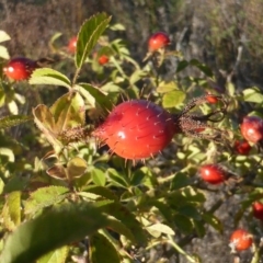 Rosa rubiginosa (Sweet Briar, Eglantine) at Jerrabomberra, ACT - 7 Apr 2017 by Mike