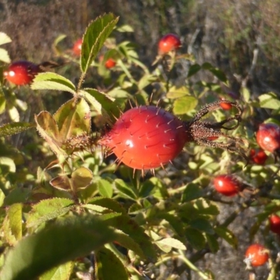 Rosa rubiginosa (Sweet Briar, Eglantine) at Isaacs Ridge - 7 Apr 2017 by Mike