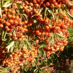 Pyracantha fortuneana (Firethorn) at Isaacs Ridge - 7 Apr 2017 by Mike