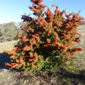 Pyracantha fortuneana at Jerrabomberra, ACT - 7 Apr 2017 04:56 PM