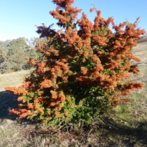 Pyracantha fortuneana at Jerrabomberra, ACT - 7 Apr 2017
