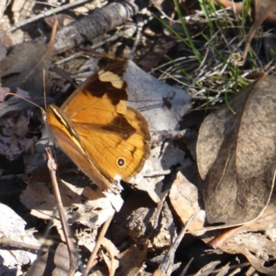 Heteronympha merope (Common Brown Butterfly) at Jerrabomberra, ACT - 1 Apr 2017 by Mike