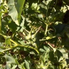 Datura ferox (Fierce Thornapple, Longspine Thornapple) at Isaacs Ridge - 7 Apr 2017 by Mike