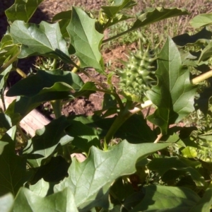 Datura stramonium at Symonston, ACT - 7 Apr 2017