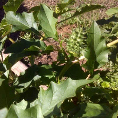 Datura stramonium (Common Thornapple) at Symonston, ACT - 7 Apr 2017 by Mike