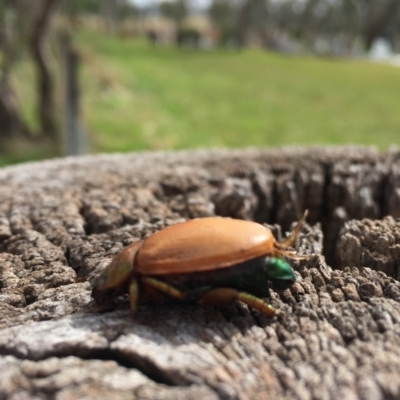 Anoplognathus brunnipennis (Green-tailed Christmas beetle) at Hall Cemetery - 8 Apr 2017 by JanetRussell