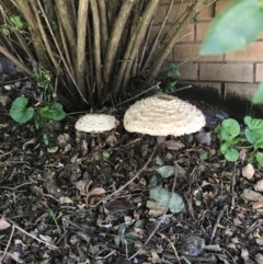 Chlorophyllum sp. at Duffy, ACT - 8 Apr 2017 by UserDlgfRpPU