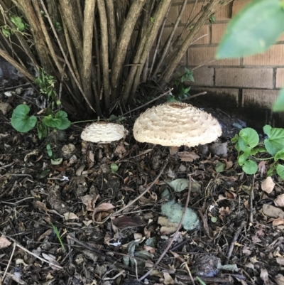 Chlorophyllum sp. at Duffy, ACT - 8 Apr 2017 by UserDlgfRpPU