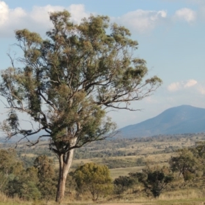 Eucalyptus blakelyi at Urambi Hills - 8 Apr 2017