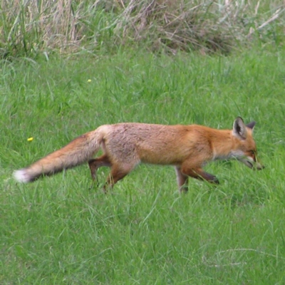 Vulpes vulpes (Red Fox) at Jerrabomberra Wetlands - 8 Apr 2017 by MatthewFrawley