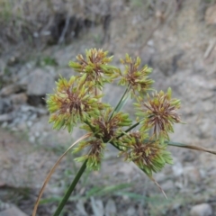 Cyperus eragrostis (Umbrella Sedge) at Urambi Hills - 8 Apr 2017 by MichaelBedingfield