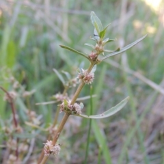 Alternanthera denticulata (Lesser Joyweed) at Urambi Hills - 8 Apr 2017 by michaelb