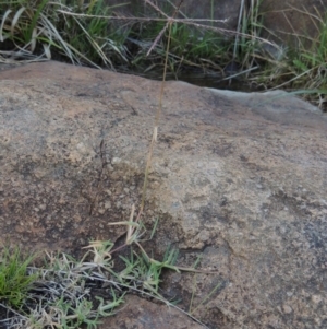 Chloris truncata at Urambi Hills - 8 Apr 2017