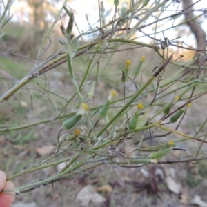 Senecio quadridentatus at Urambi Hills - 8 Apr 2017