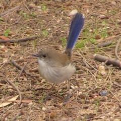 Malurus cyaneus (Superb Fairywren) at Jerrabomberra Wetlands - 8 Apr 2017 by MatthewFrawley