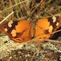 Heteronympha merope (Common Brown Butterfly) at Urambi Hills - 8 Apr 2017 by MichaelBedingfield