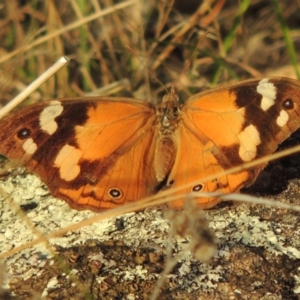 Heteronympha merope at Urambi Hills - 8 Apr 2017 06:41 PM