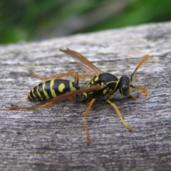 Polistes (Polistes) chinensis (Asian paper wasp) at Jerrabomberra Wetlands - 8 Apr 2017 by MatthewFrawley