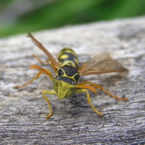 Polistes (Polistes) chinensis at Fyshwick, ACT - 8 Apr 2017